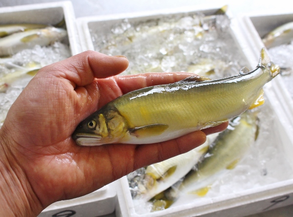 鮎　45尾 232尾目.jpg