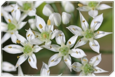 実家の庭で-12 ニラ-2 13.9.10