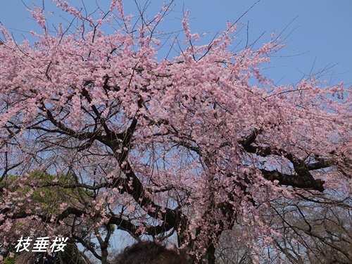 枝垂桜