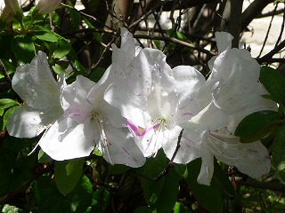 P1020202ss.jpg