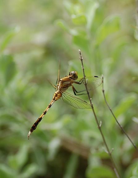 DSC_0009.JPG