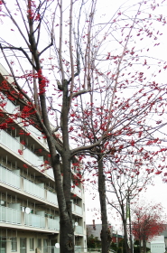 11-10nanakamado (1).JPG