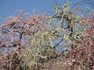 IMG_6816ss.jpg