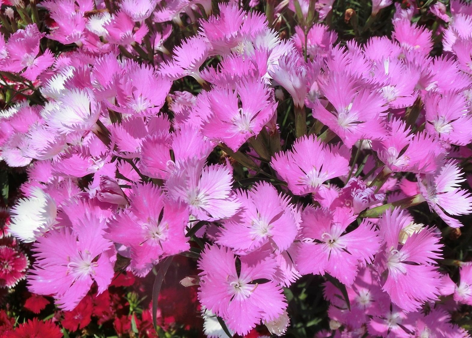 京都府立植物園で見た花 ダイアンサス フロックス だい のひとりごと 楽天ブログ