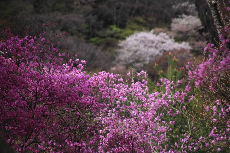 亀山公園_005ミツバツツジとサクラ.jpg