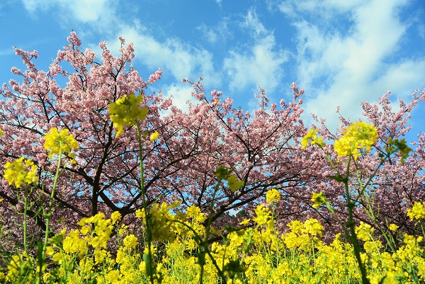 河津桜