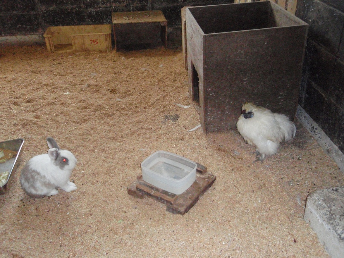 うさぎの部屋