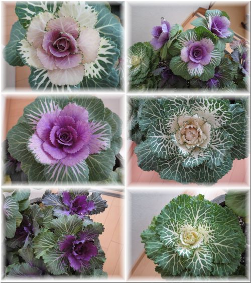 葉牡丹の綺麗な発色の様子