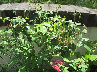 IMG_9886ss.jpg