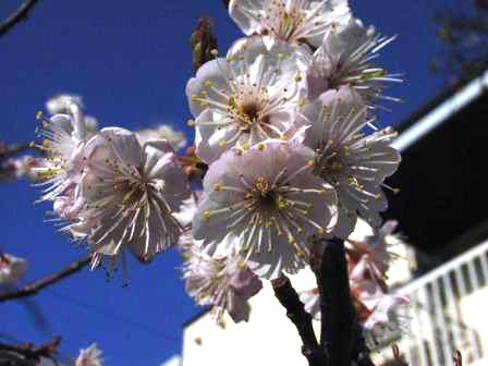 桜！