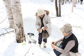 樹液採取