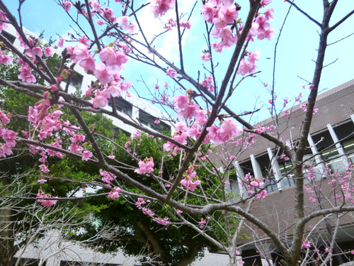 桜１.jpg