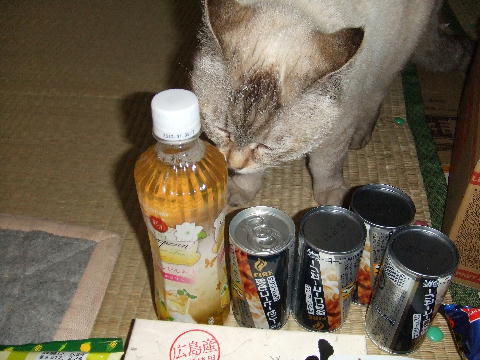 猫２.JPG