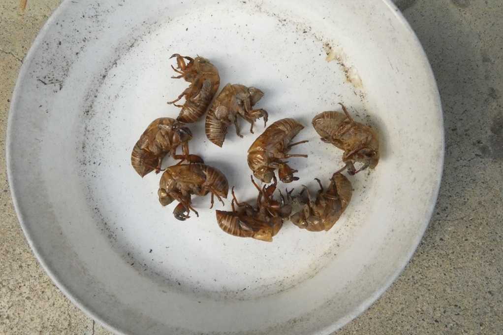 515