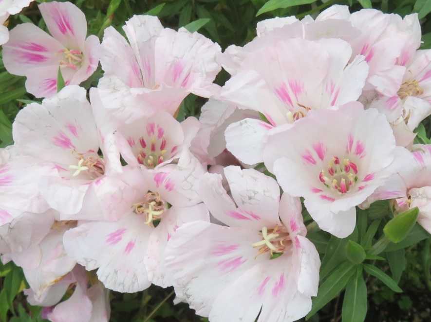 4ページ目の記事一覧 だい のひとりごと 楽天ブログ