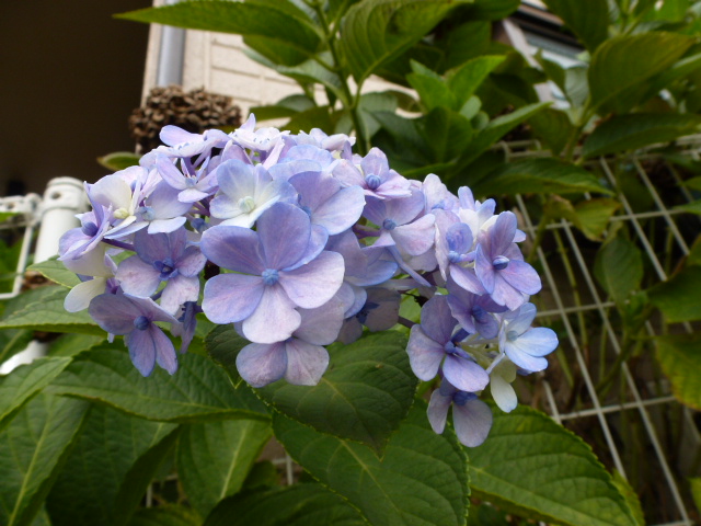 561 紫陽花