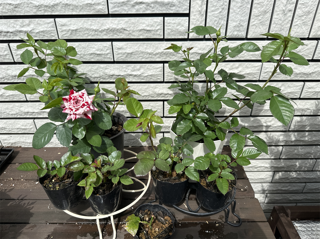 挿し木で増やした絞り模様のバラが開花しました♬ | Denin's Gardening Note - 楽天ブログ