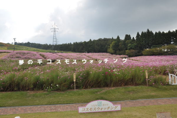 夢の平　秋桜