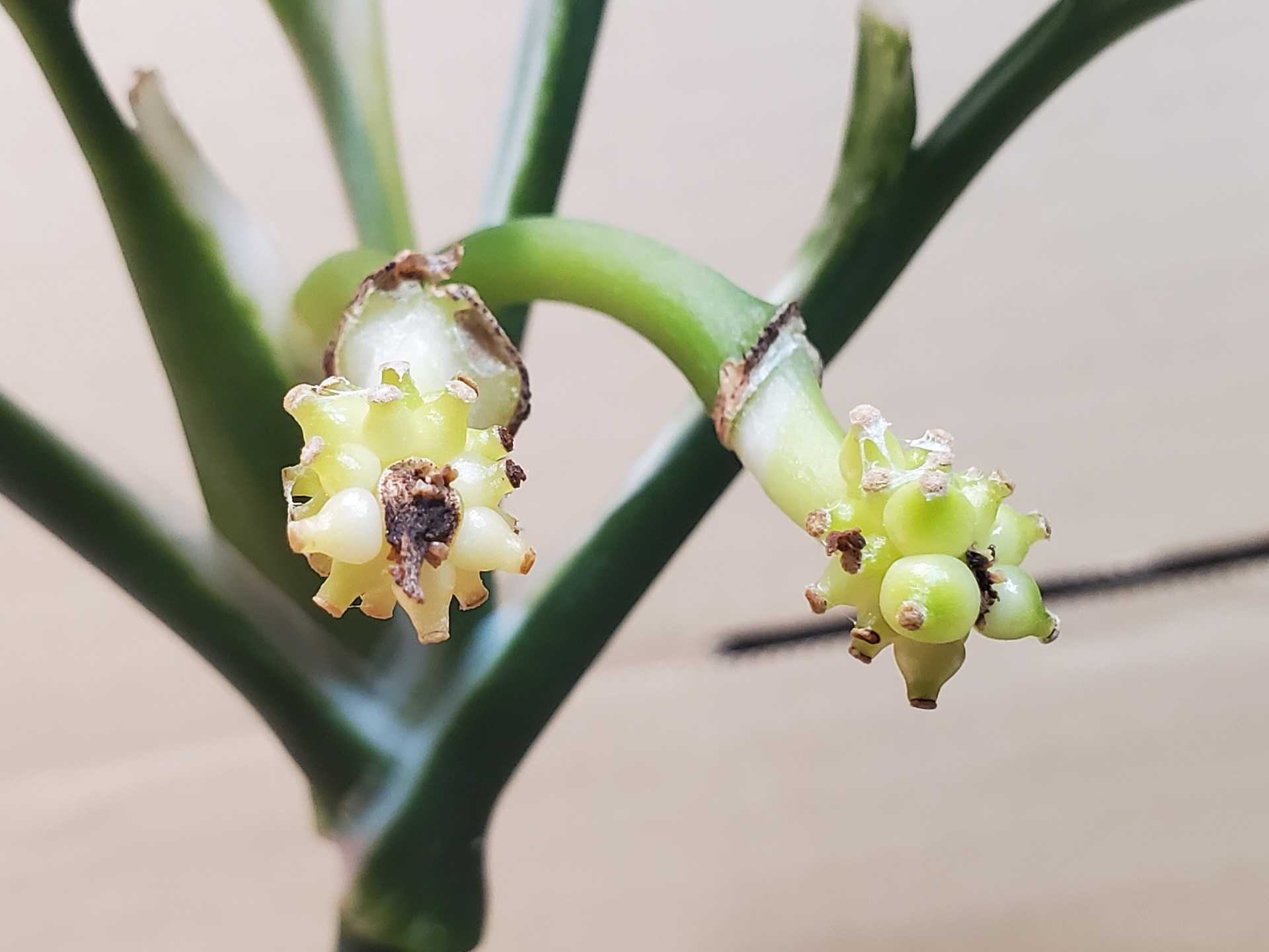 自家受粉 Let S Green Life 楽天ブログ