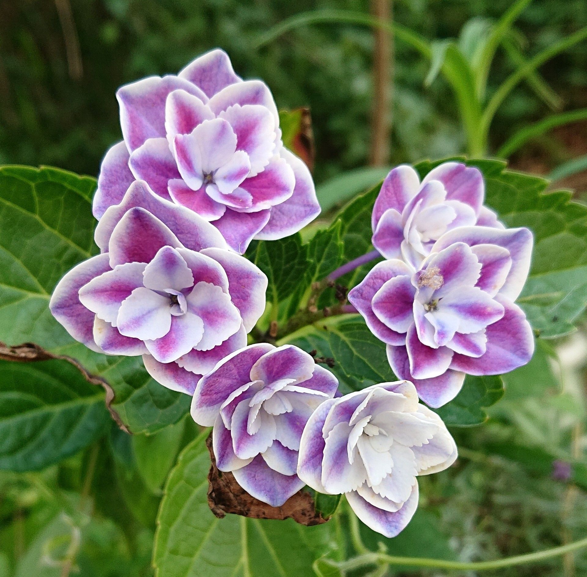 アジサイ 墨田の花火 きらきら星 趣味は園芸だけれども 楽天ブログ