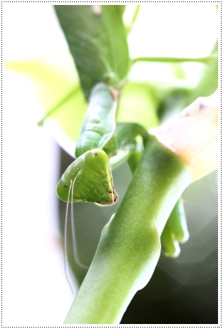 実家の庭で-6 ハラビロカマキリ-6 13.9.10