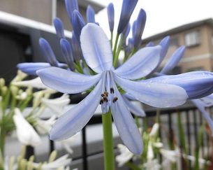 青のアガパンサスの開花 ホメリアの球根の掘り上げ のんびりガーデニング 楽天ブログ