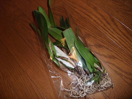 カトレア実生苗　20120219