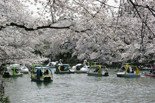 井の頭恩賜公園の桜