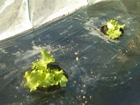 140414リーフレタス定植