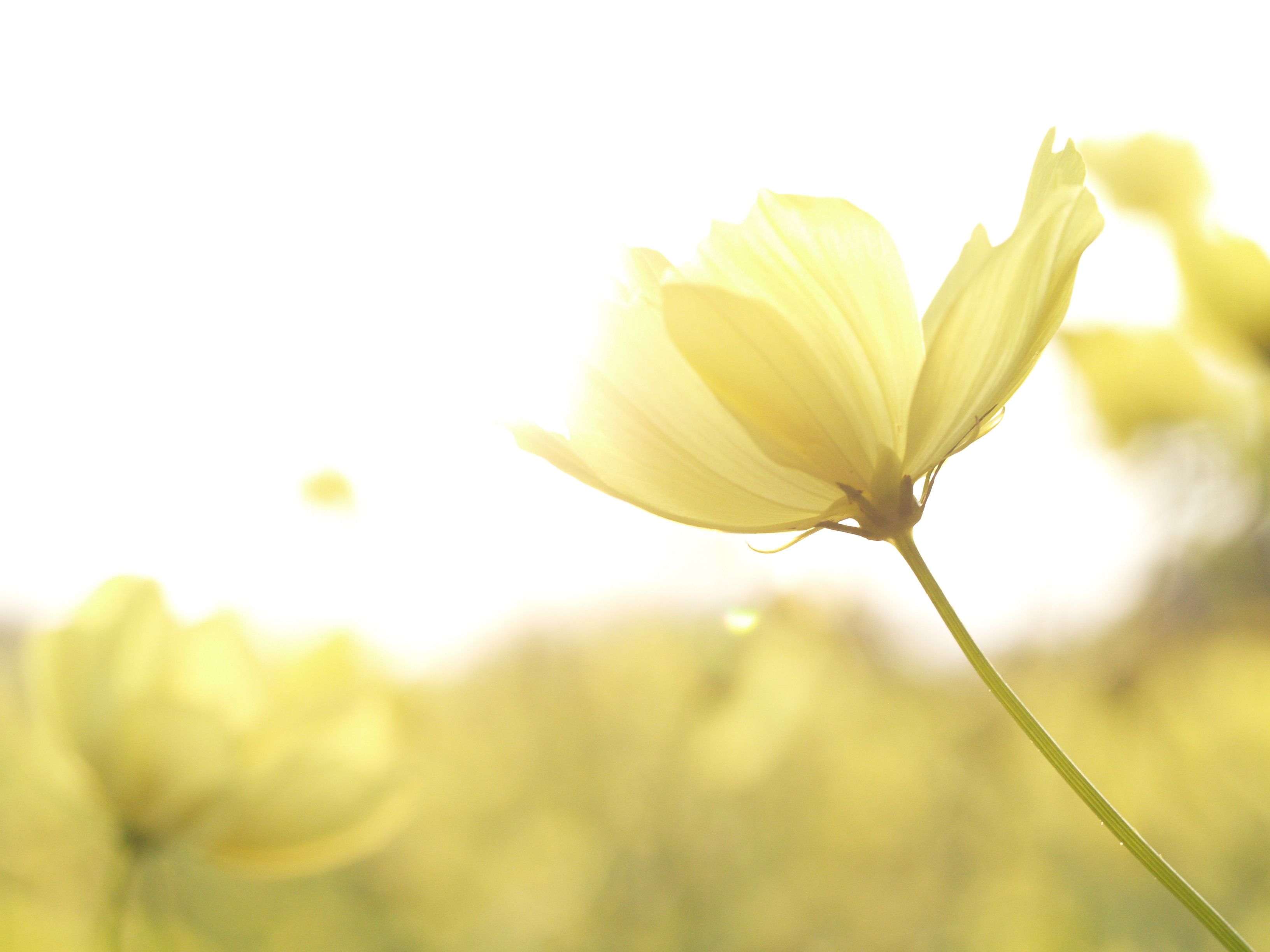 鬼ムスメの目にも涙　―介護初心者の徒然日記―