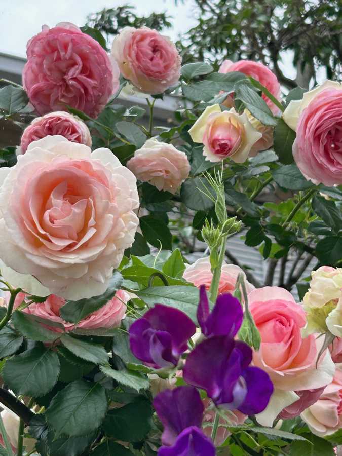 要問い合せ♥️美しい薔薇に癒されて♥️フランス調　薔薇　ライト　ランプ　ピンク 要問い合せ♥️美しい薔薇に癒されて♥️フランス調 薔薇 ライト