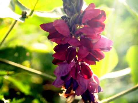 逆光の葛の花