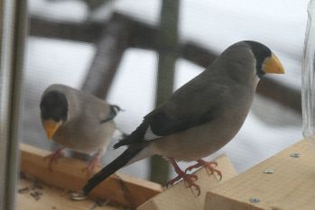 20160131 餌場にウソつがいでno2.jpg