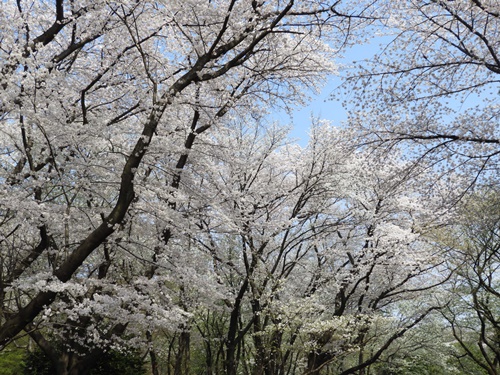 光が丘公園の桜