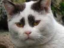 neko.jpg