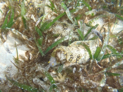 沖縄磯採集2013年5月下旬33　シュノーケリング　クモウツボ（Echidna nebulosa）