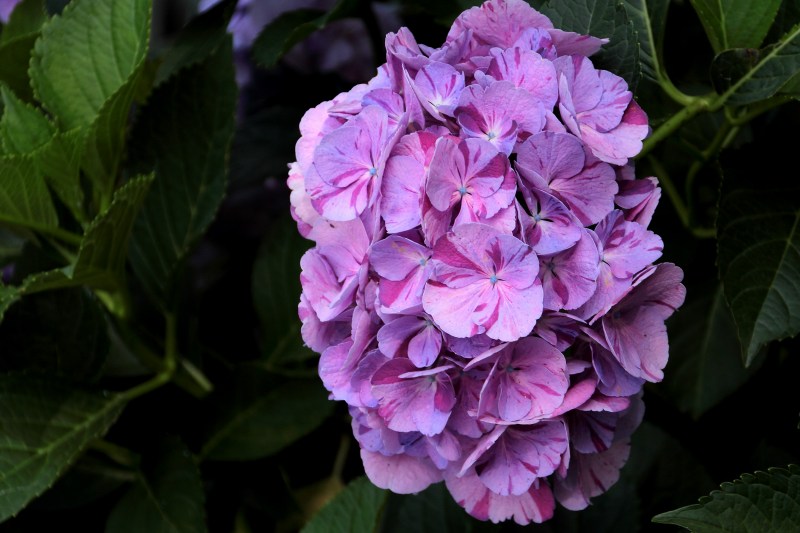 中千本公園の紫陽花_08.jpg