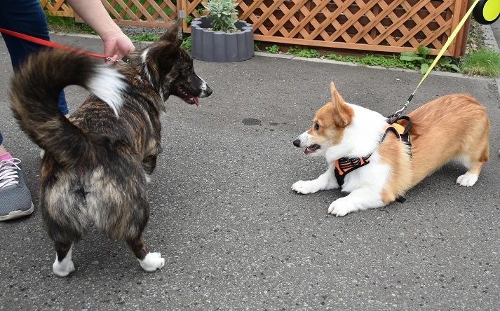 Corgi CORGI コーギー カーディガン M Corgi × MAIDENS SHOP “EXCLUSIVE KNIT COLLECTION” | MAIDENS