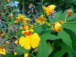 1月4日の誕生花 クロッカス（紫）の花言葉「愛をもう一度
