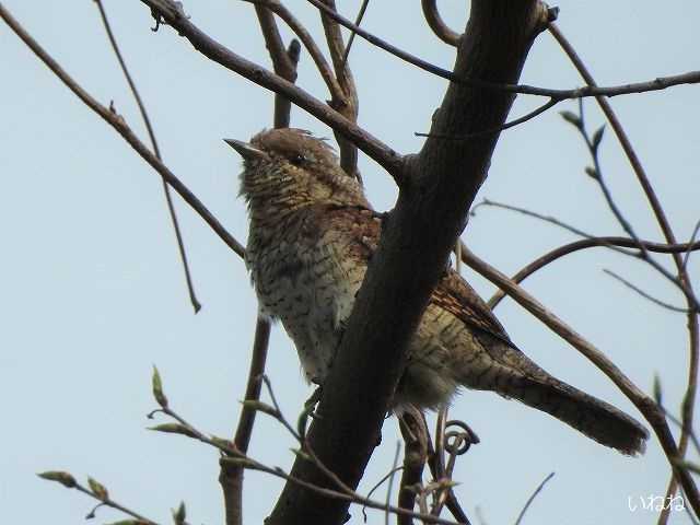 アリスイ2021年3月29日