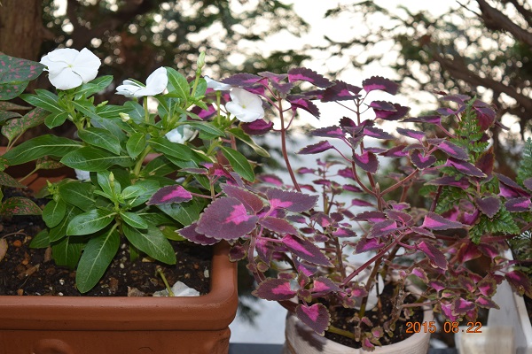 DSC_0004.JPG