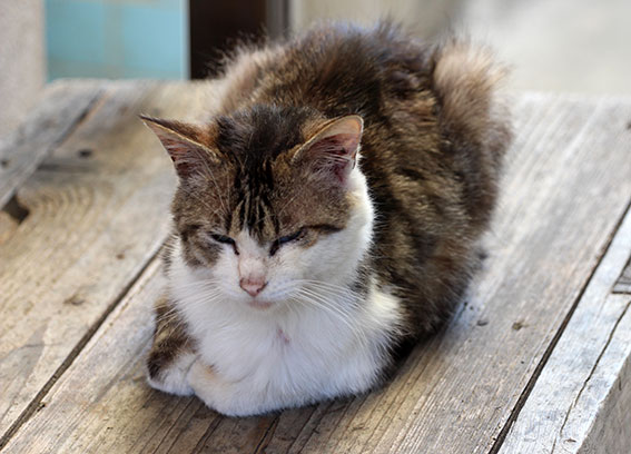 我が家のニャンコ♪2015/3/29-1