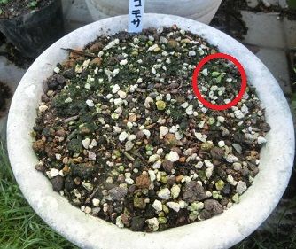 オキザリス コモサの発芽 オーニソガラムの球根の植付け のんびりガーデニング 楽天ブログ