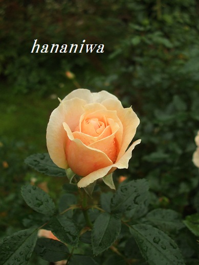 2012_1028トレッサ用寄せ植えとクレマチスの講座とカ0016.JPG