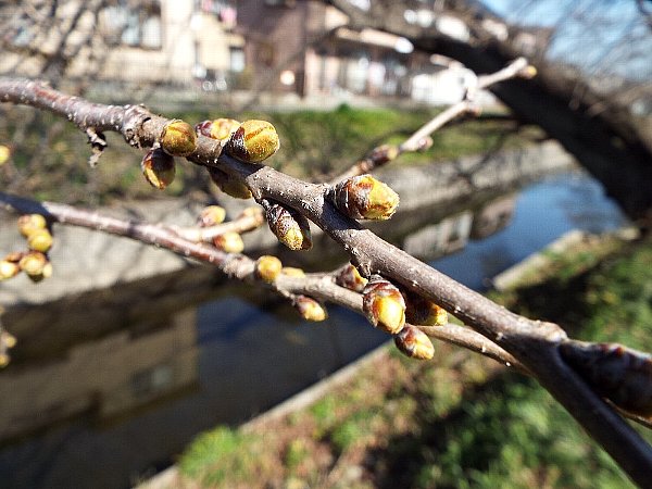 sakuratubomi-2016-03-17- 1-b.jpg