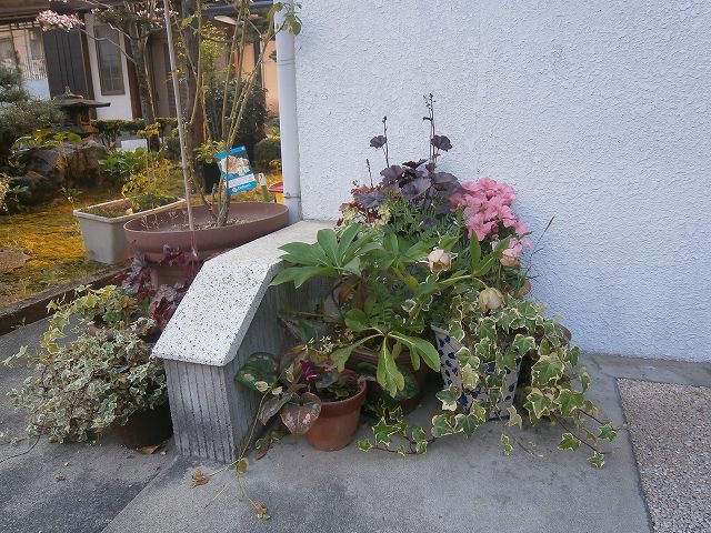 庭の花-3