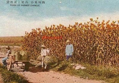 高粱