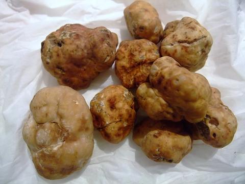 truffes