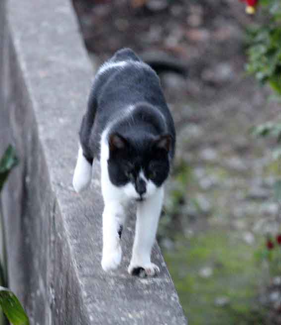 我が家のニャンコ♪2015/11/25-3