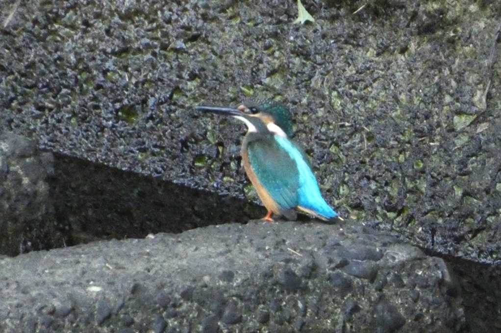 515